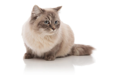 grey furred cat lying looking to the side