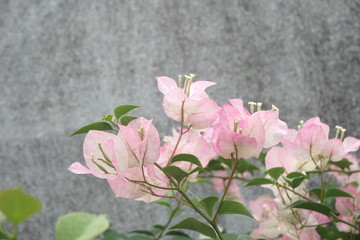 Naklejka na ściany i meble Bougainvillea flower phong phra pink flowers