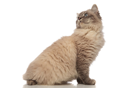 Side View Of Seated Grey Cat Turning Its Head Back