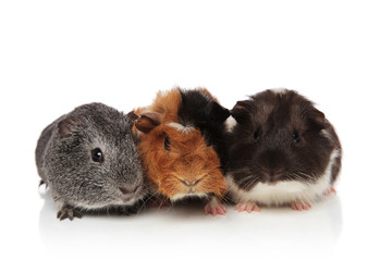 three cute furry guinea pigs lying
