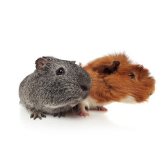 curious guinea pig couple looking to side