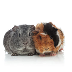 two lovely grey and brown with black guinea pigs