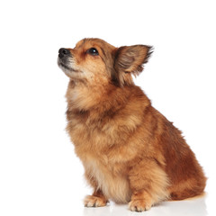 cute metis brown dog making puppy eyes and looking up