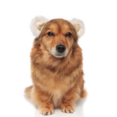 funny seated brown dog with bear ears headband