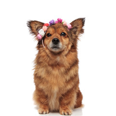 lovely metis dog with flowers headband is ready for spring