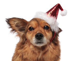 head of brown dog with santa cap and funny ear