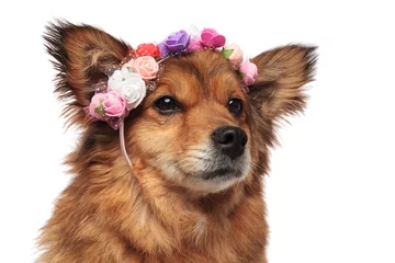 Fotobehang brown dog head with colorful flowers crown looking to side © Viorel Sima