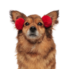 close up of adorable brown dog with funny red earmuffs