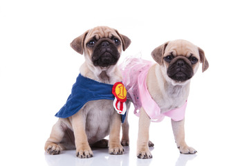pug couple in halloween costumes ready to go out