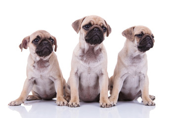 three adorable sad pugs looking to side while sitting