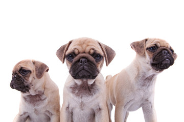 close up of adorable pug group of three