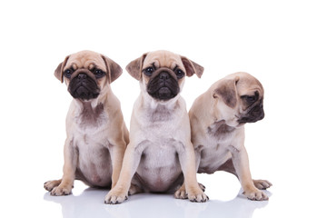 three cute seated pug puppies with one looking to side