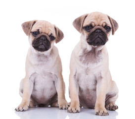 curious pug couple looking to side