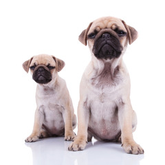 two very skeptical pug puppies  sitting