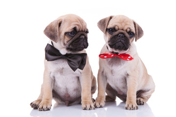 Obraz premium classy seated pug couple wearing adorable bowties