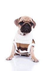 adorable pug with cozy sweater looks to side