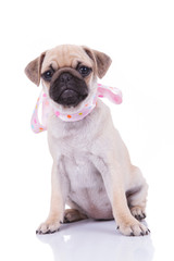 cute seated pug wearing a scarf with colorful dots