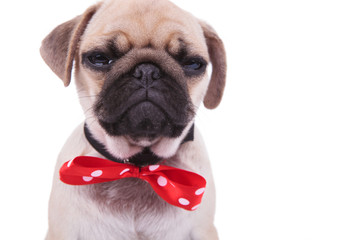 close up of crying pug wearing red bowtie with white dots