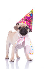 excited pug with birthday hat and colorful ribbon around neck