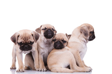 funny pug group of four playing together