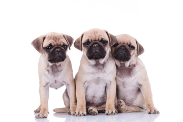 Fototapeta premium three adorable pug friends looking sad and depressed