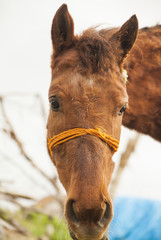 Close up Horse Shot Looking into Camera