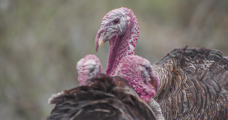 An Alone Turkey in Herd 