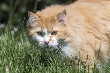 Naklejka na ściany i meble cute cat in the meadow