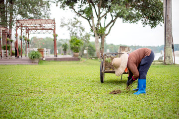 professional gardener at work in garden with soft-focus and over light in the background