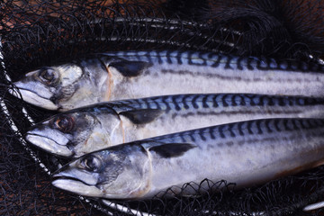 Fishing for mackerel