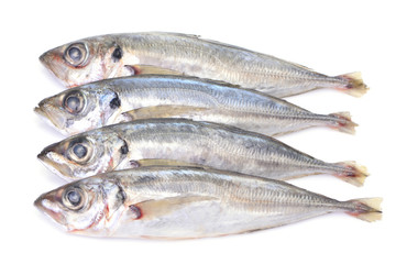 Fish horse mackerel