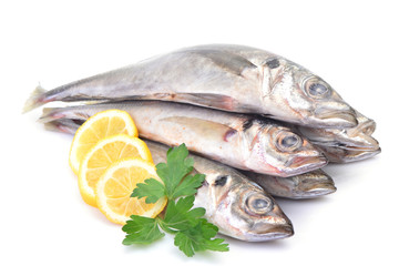 Fish horse mackerel