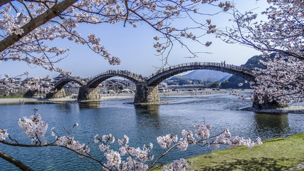 Frühling in Japan, Präfektur Yamaguchi, Stadt Iwakuni, Kintai-Brücke, Kirschblüten in voller Blüte, rosa Jahreszeit
