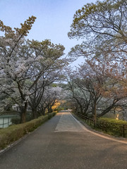 Japanese spring cherry blossoms