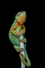 Naklejka premium alive chameleon reptile