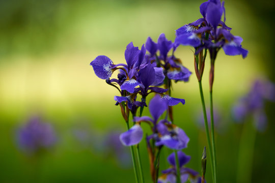 Northern blue flag iris blooming