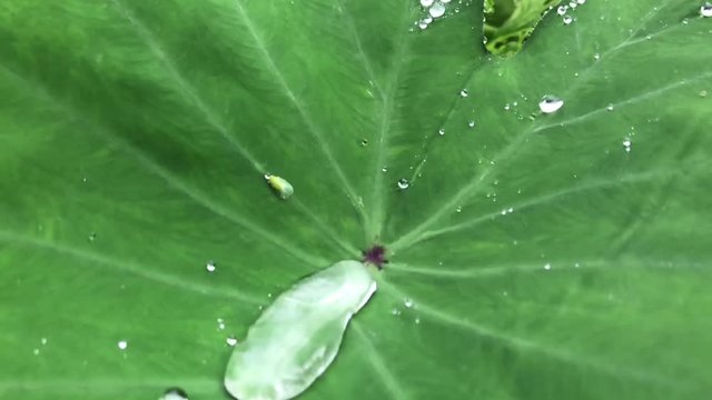 macro feuille songe goutte d'eau