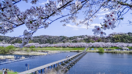 日本、島根県、桜並木、斐伊川、桜のある風景、春