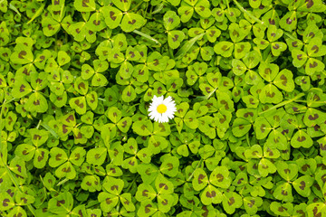 Fleur blanche sur un lit vert