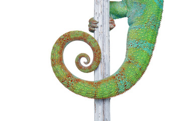 Fototapeta premium alive chameleon reptile tail