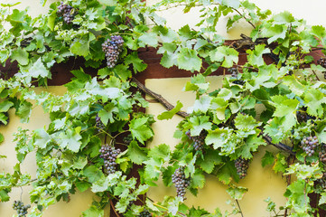 Bunch of grapes hanging on a vine against the yellow wall of an old half-timbered house