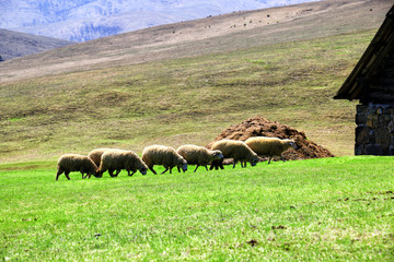 sheep flock to the mountain