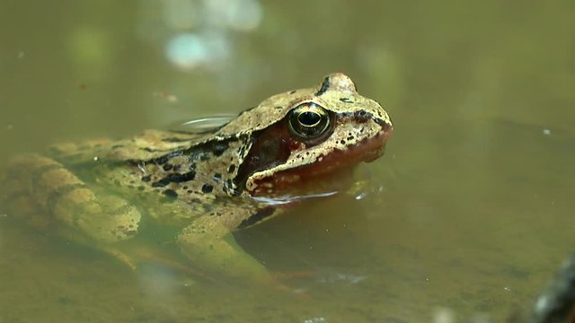 The frog (Rana arvalis) is half submerged in the water of the pond.