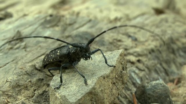 Sawyer beetle (Monochamus sp.) takes off from a pebble lying on the ground.