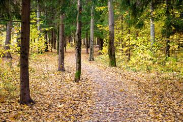 A winding path between the trees in a mixed forest in autumn
