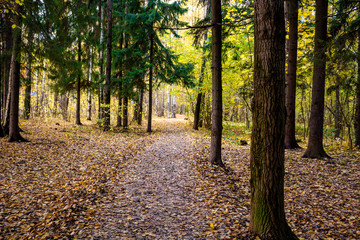 Ecological paths in the mixed forest
