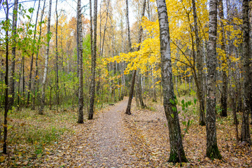 Fototapeta premium A winding path between the trees in a mixed forest in autumn 