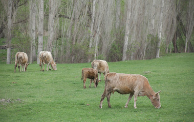 Cows are Grazing in Green Grass Field 
