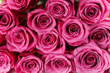 many fresh pink roses 