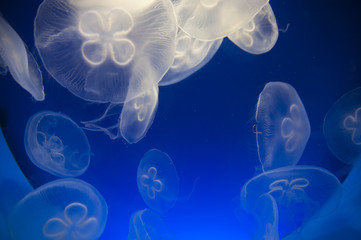 Jellyfish on a blue background
